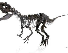 Miniature photo of a carnivorous dinosaur skeleton