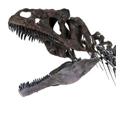Photo squelette de dinosaure
